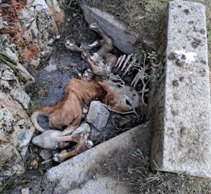 Ataque del Lobo en El Corralín